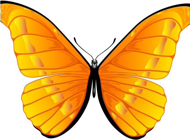 Butterfly Clipart Bird - Png Download (640x480), Png Download