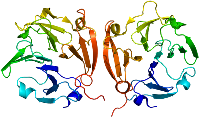 Structure Of The Mmp9 Protein Clipart (800x487), Png Download