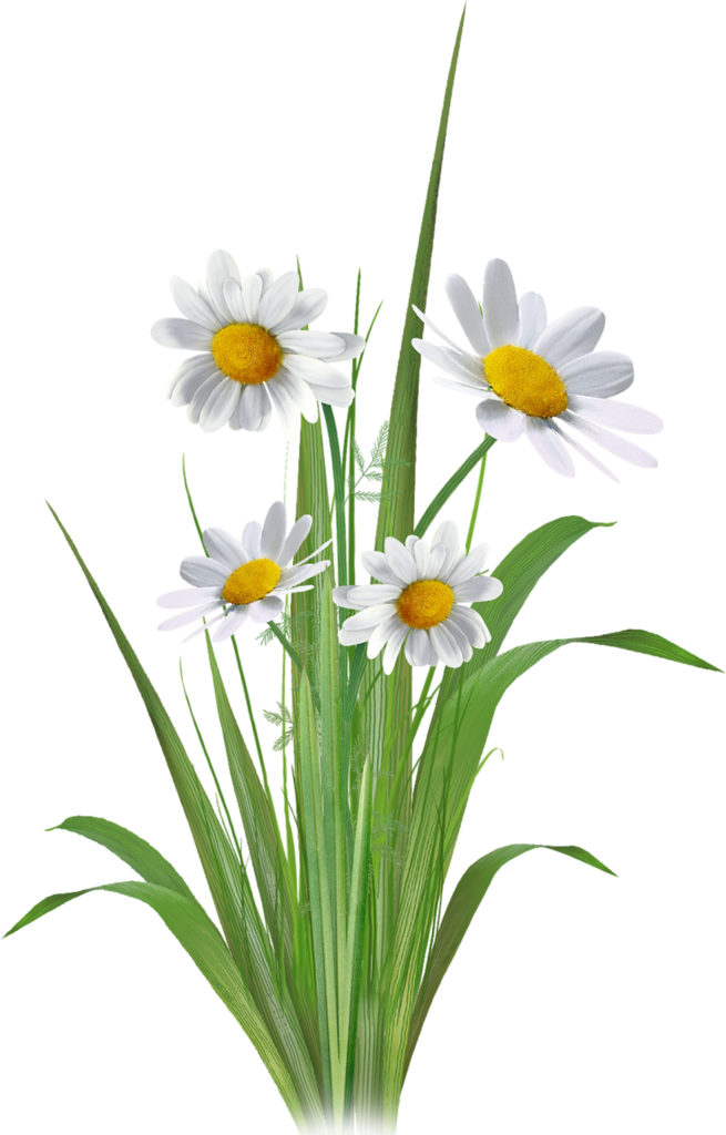 Photo Quality Clipart (655x1024), Png Download