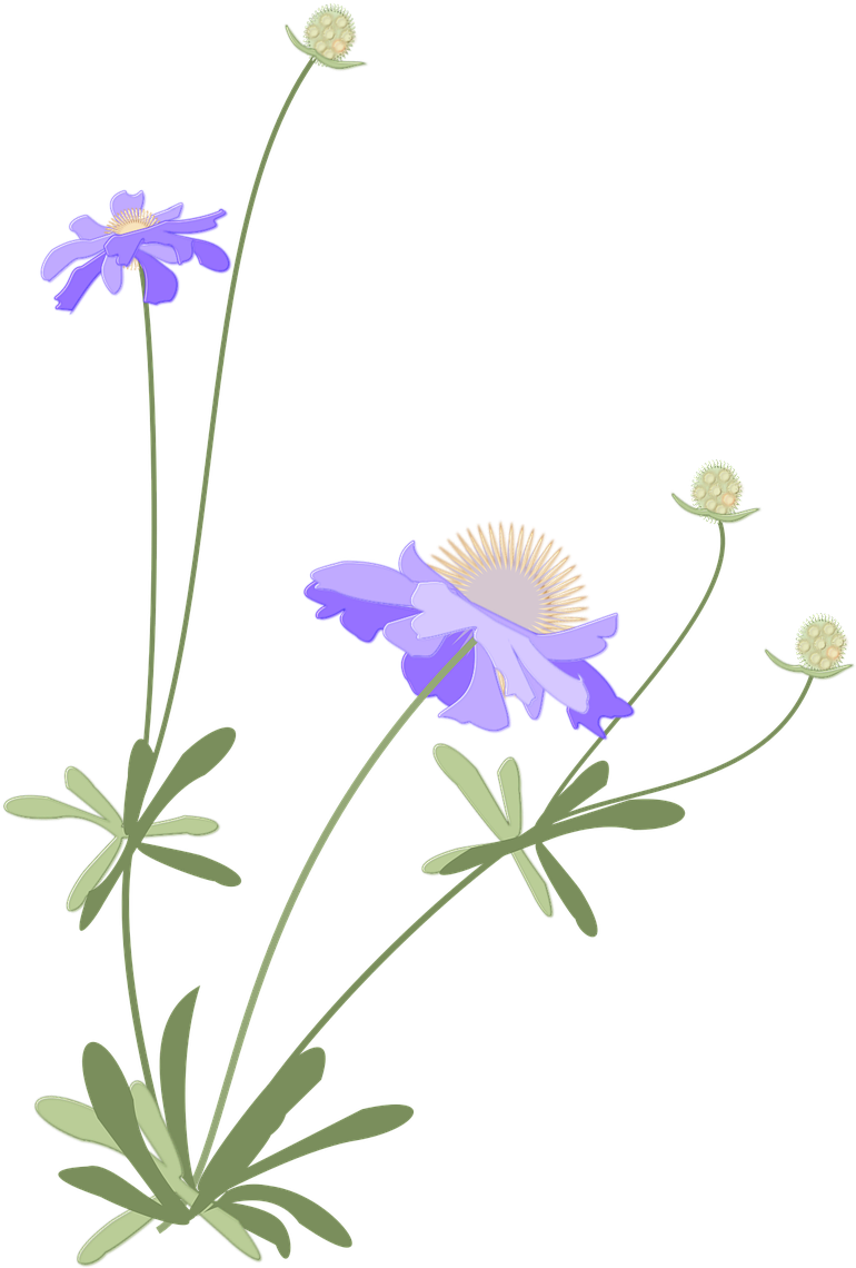 Scabiosa,japanese Style,autumn,flower,free Pictures, Clipart (950x1280), Png Download