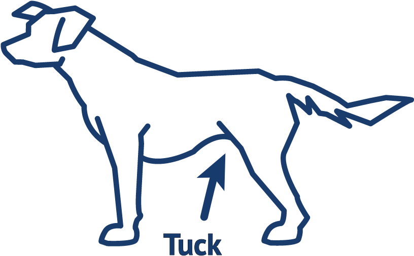 Has Noticeable Abdominal Tuck And Waist Clipart (1125x713), Png Download