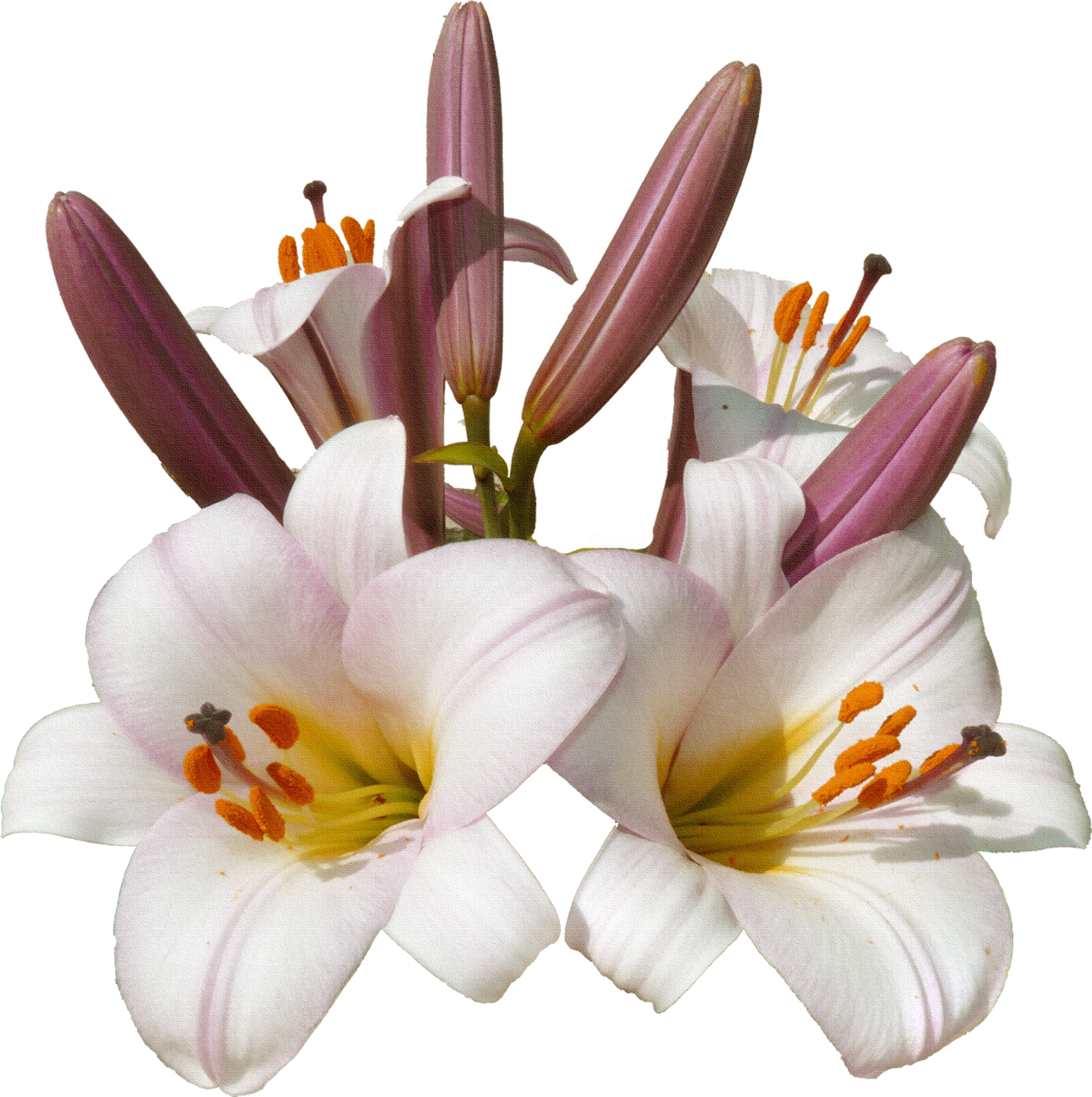 0 C01a5 C8d63c11 Orig Beautiful Flowers, Clip Art, - Png Download (3036x2860), Png Download