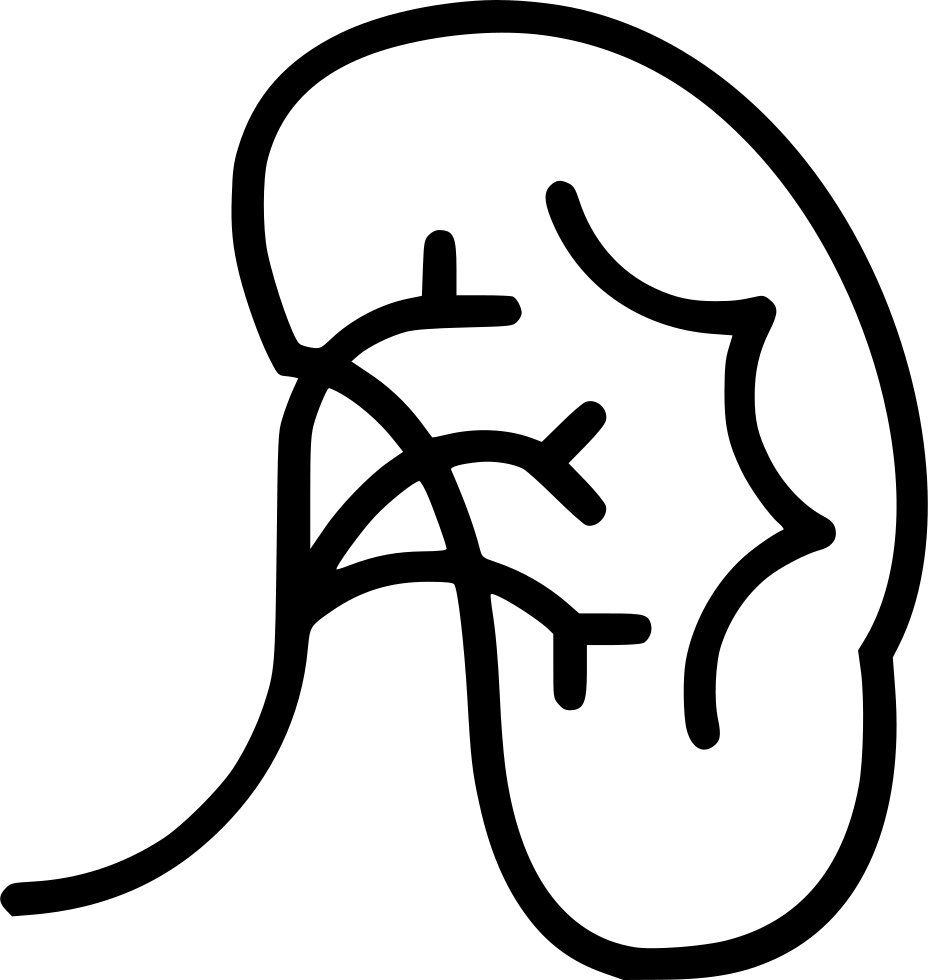 Kidney Comments Clipart (928x980), Png Download