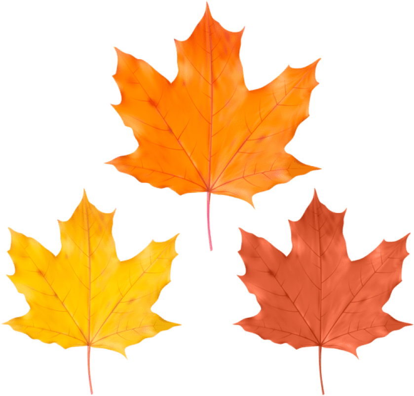 Free Png Download Set Fall Leaves Clipart Png Photo Transparent Png (850x807), Png Download