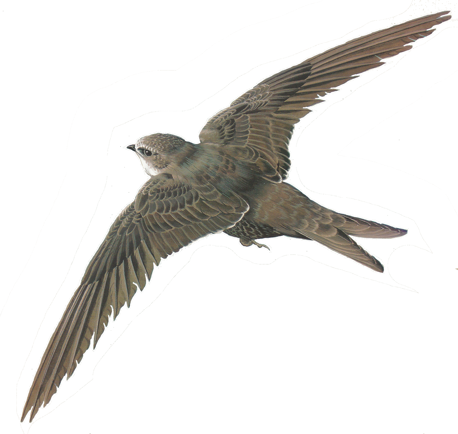 Png Library Stock Free Images Of Birds Illustrations Clipart (1600x1516), Png Download
