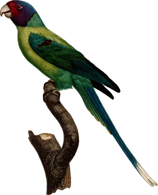 Macaw Parakeet Feather Fauna Beak Clipart (607x750), Png Download