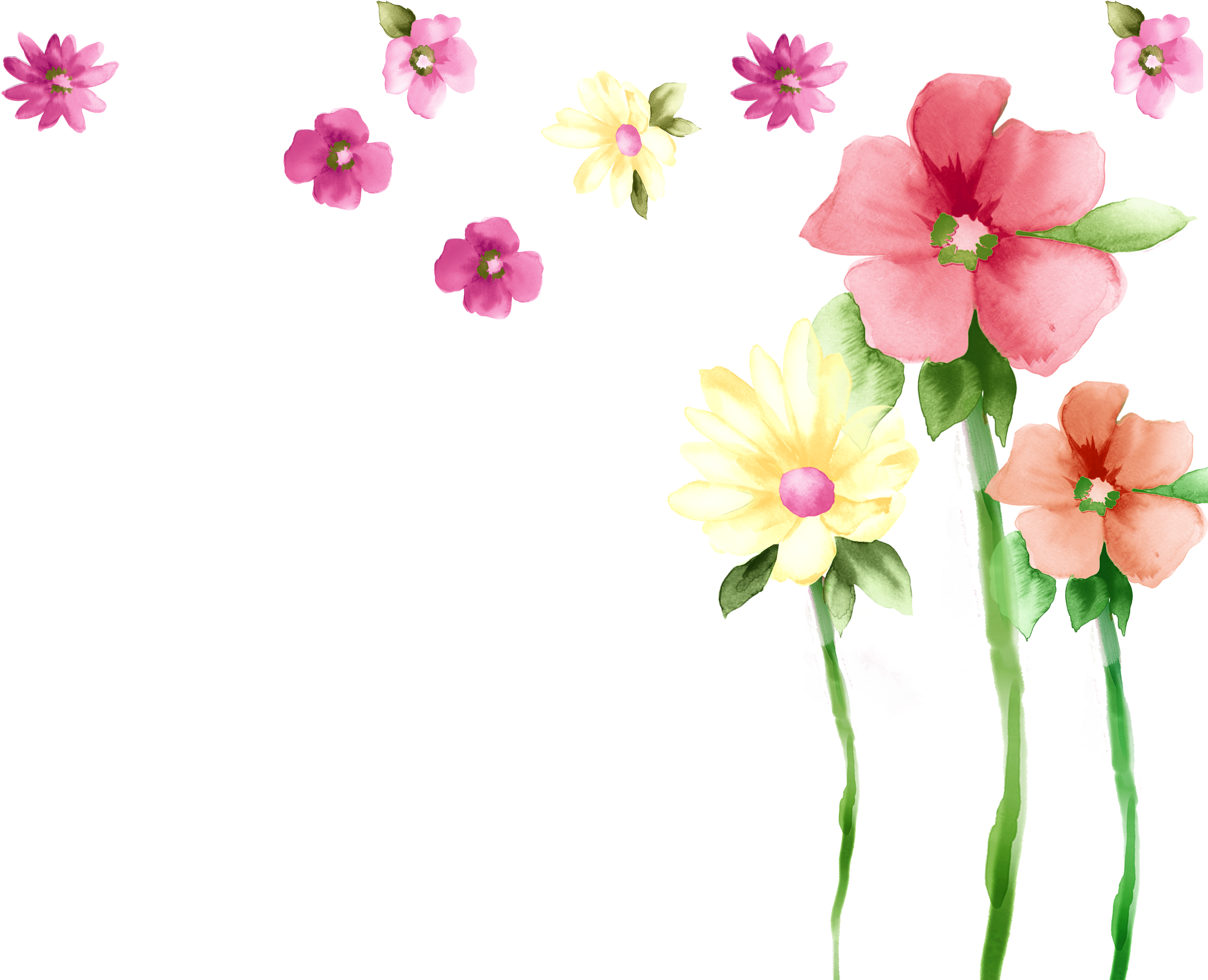 Primrose Moth Orchids Spring Petal Malvales Clipart (3780x2835), Png Download