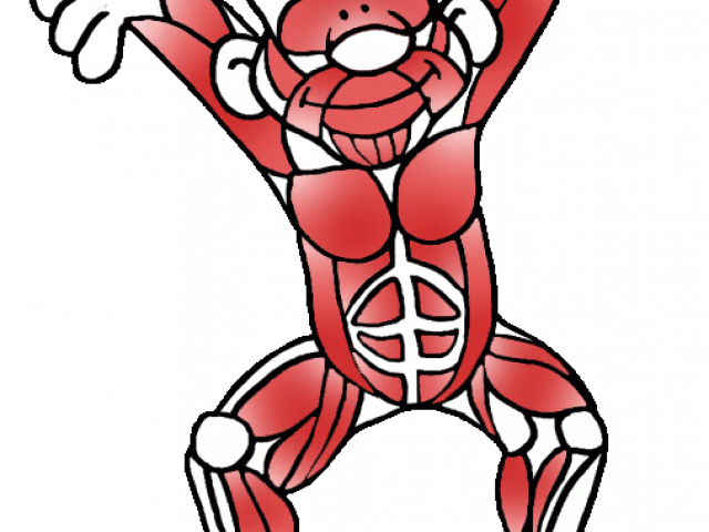 Fitness Clipart Cardiovascular Endurance - Png Download (640x480), Png Download