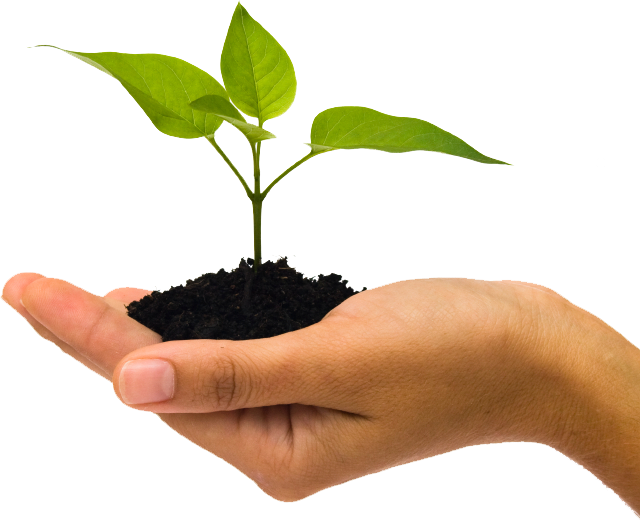 Plant Growth Png Clipart (640x520), Png Download