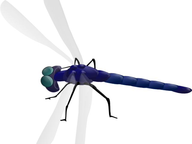 Dragonfly Clipart Animated - Png Download (640x480), Png Download