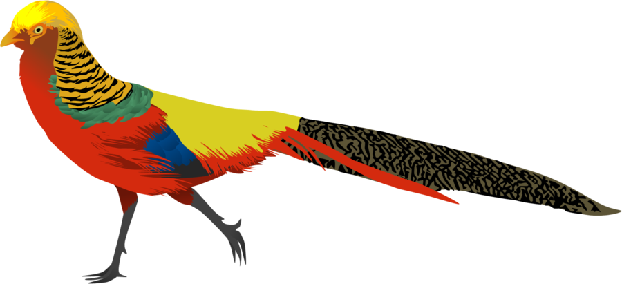 Pheasant Clipart Black And White - Png Download (900x411), Png Download