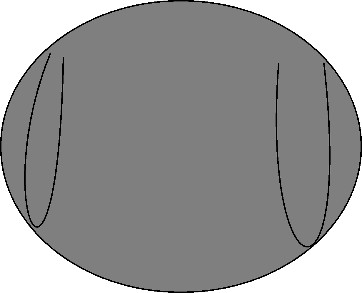 Head Front Clipart (1231x997), Png Download