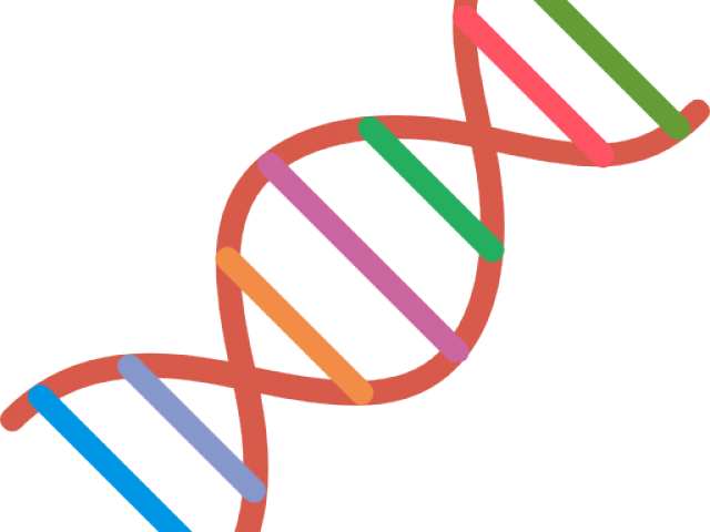 Dna Structure Clipart Clipart Transparent Background - Png Download (640x480), Png Download
