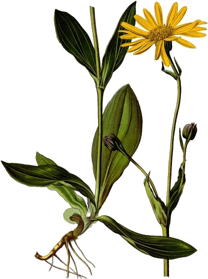 Huile Végétale Arnica Montana En Macérat Bio* Clipart (600x600), Png Download