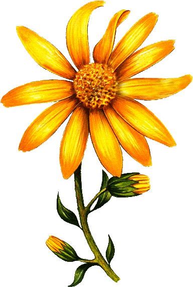 Huile Végétale Arnica Bouleau Macérat Bio* Clipart (600x600), Png Download