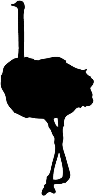 Ostrich Clipart Black And White - Png Download (700x700), Png Download