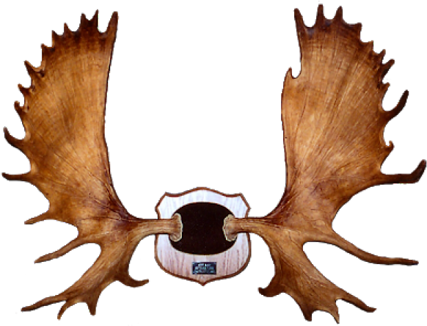 Moose Clipart Moose Rack - Png Download (640x480), Png Download