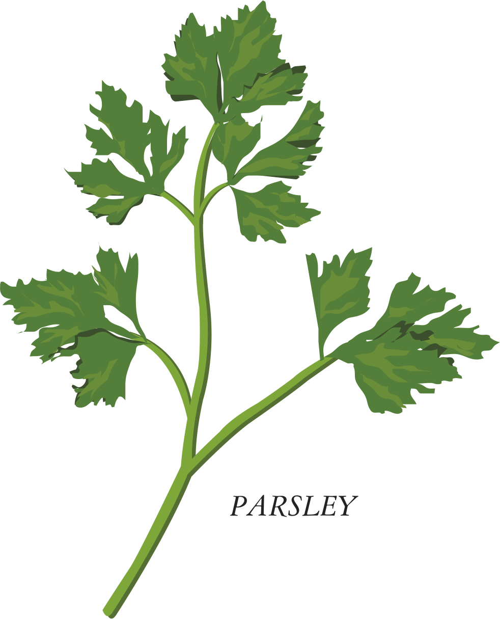 Image Royalty Free Library Herb Parsley Clip Art Transprent - Png Download (982x1215), Png Download