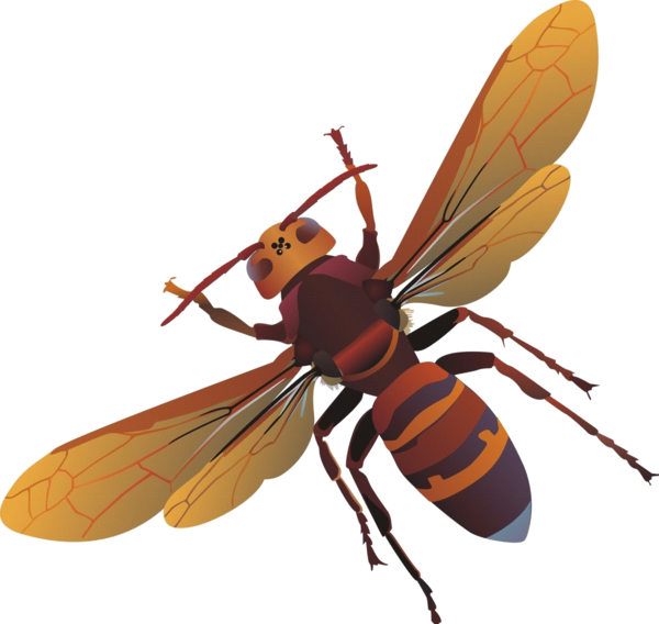 Bees, Clip Art, Embellishments, Ornaments, Illustrations - Png Download (600x568), Png Download