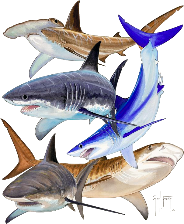 About The Eastern Tropical Pacific Research Program Clipart (617x753), Png Download
