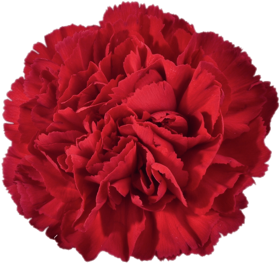 Red Carnation Clipart (616x562), Png Download