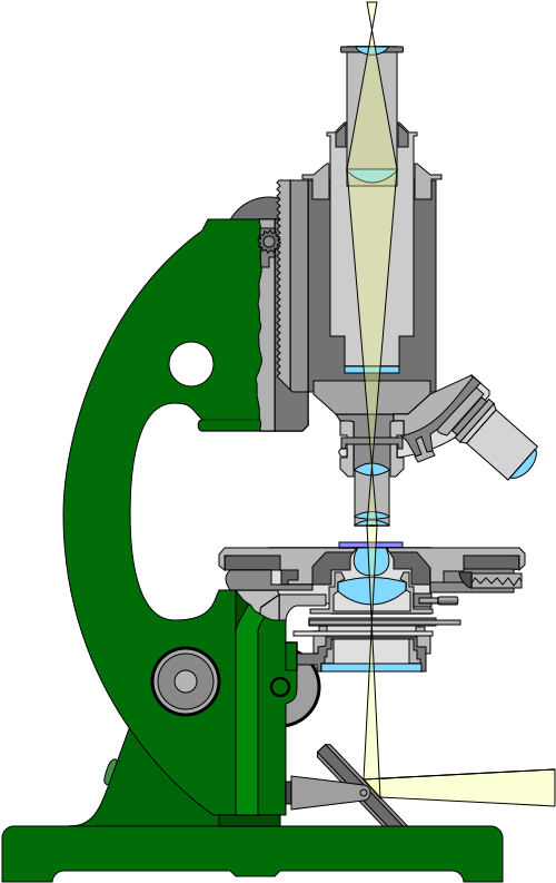 This Image Rendered As Png In Other Widths Clipart (500x835), Png Download