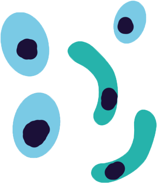 Plasmodium Falciparum Antibodies Clipart (698x712), Png Download