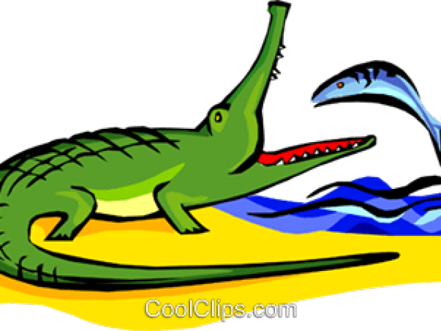 Alligator Clipart Alligator Egg - Png Download (640x480), Png Download