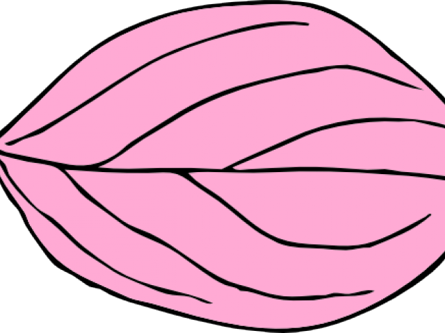 Pink Leaf Cliparts - Png Download (640x480), Png Download