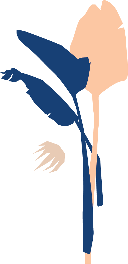 Bloomscape Bird Of Paradise Clipart (924x1306), Png Download