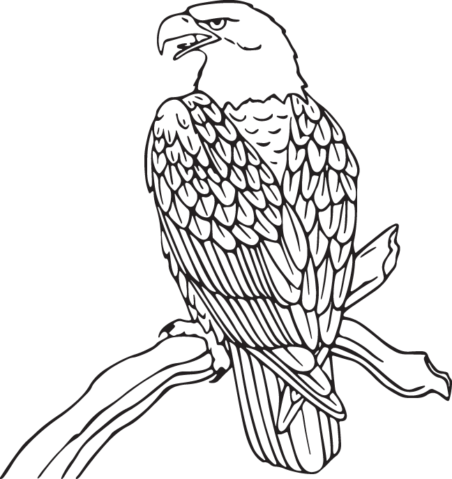 Eagle On Branch Clipart (648x686), Png Download