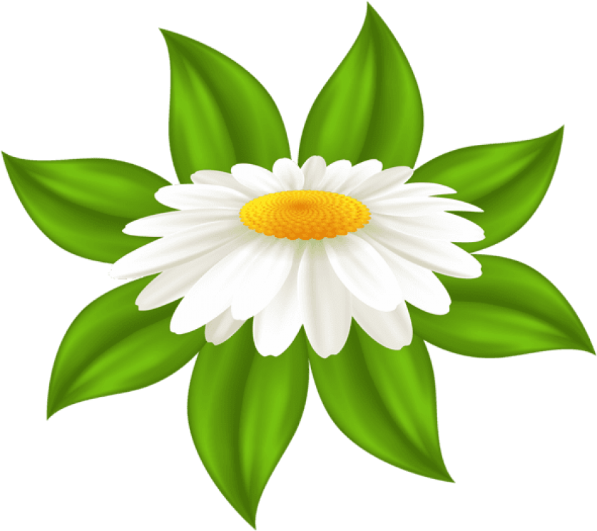 Free Png Download Daisy Transparent Png Images Background Clipart (850x750), Png Download