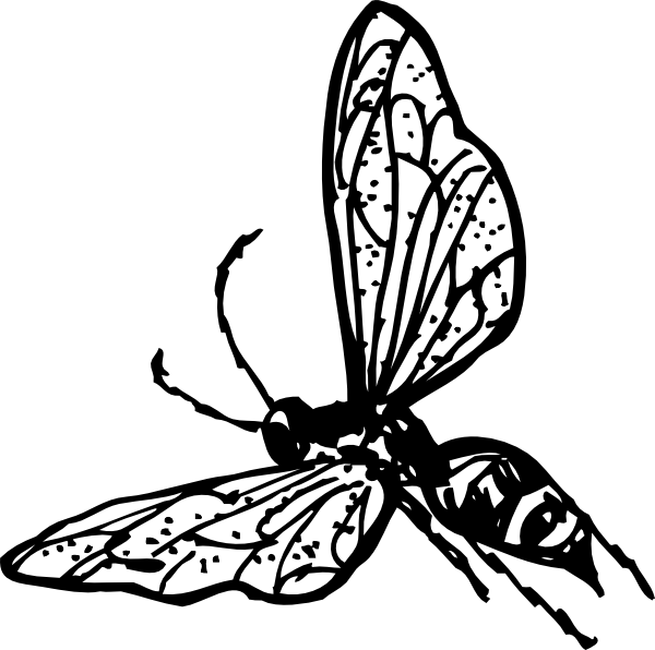 Free Vector Wasp Clip Art - Wasp Clip Art - Png Download (600x596), Png Download