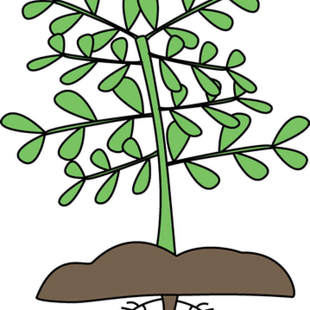Potted Plants Clipart Plant Growth - Png Download (640x480), Png Download