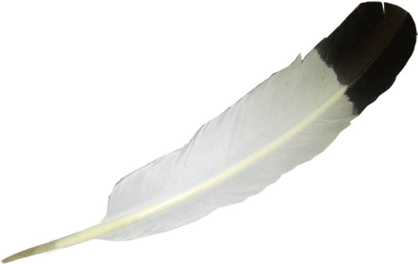 Download Transparent White Balck Feather Clipart Png (850x680), Png Download