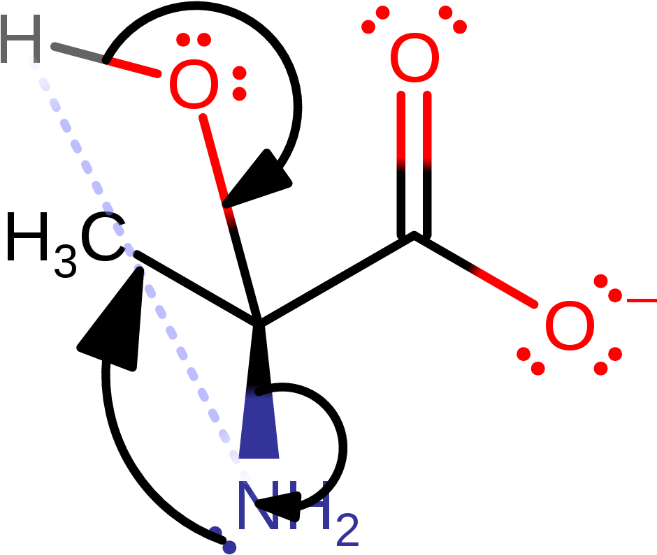 Final Step Of The Non-enzymatic Hydrolysis Clipart (1000x1000), Png Download