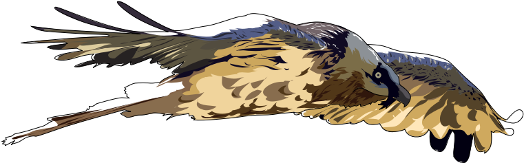 Clipart - Gypaete Barbu - Bearded Vulture - Png Download (800x800), Png Download