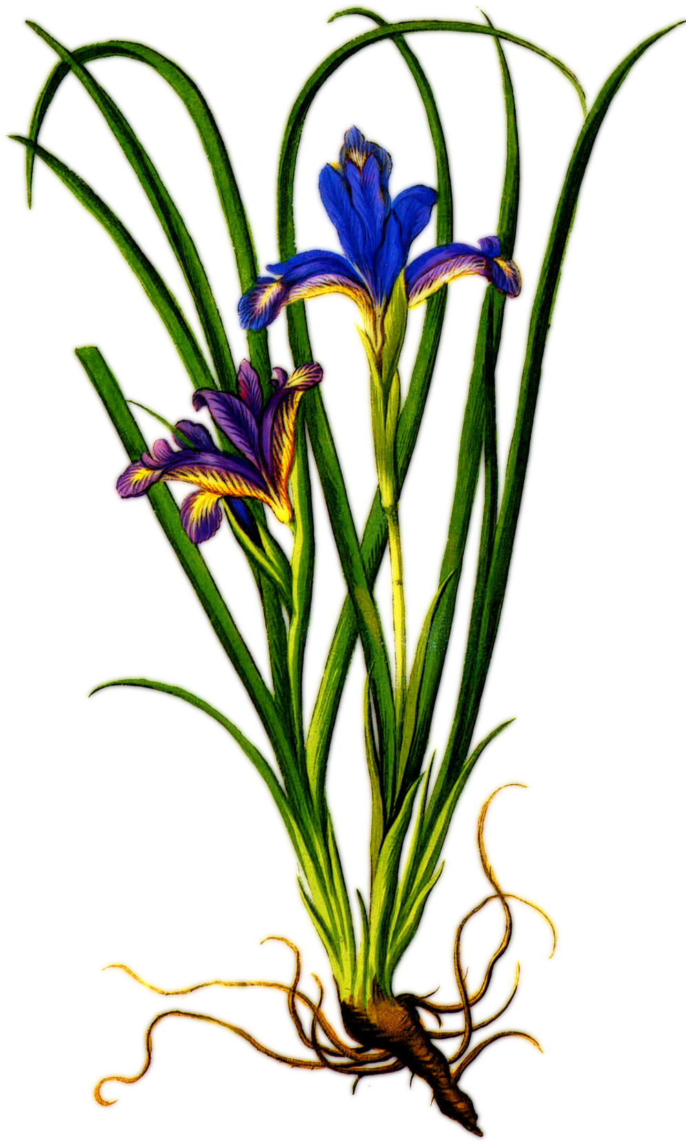 Plant Iris Purple Flower Floral Png Image Clipart (661x1280), Png Download