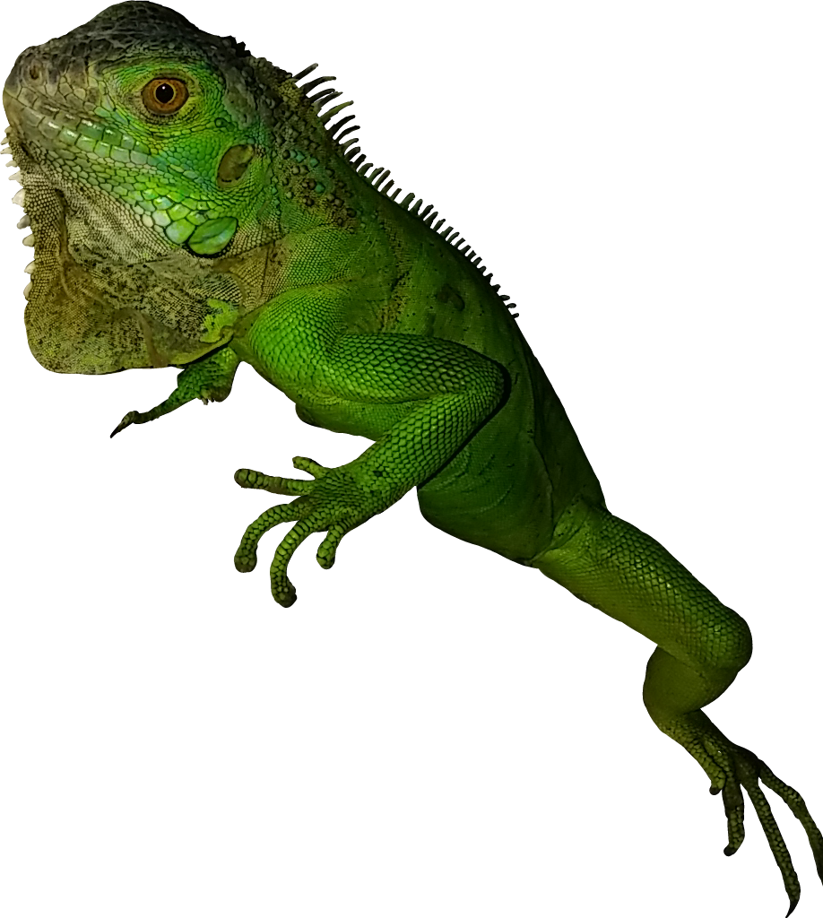 Vector Library Library Greeniguana Rettile Green Esotico Clipart (918x1024), Png Download
