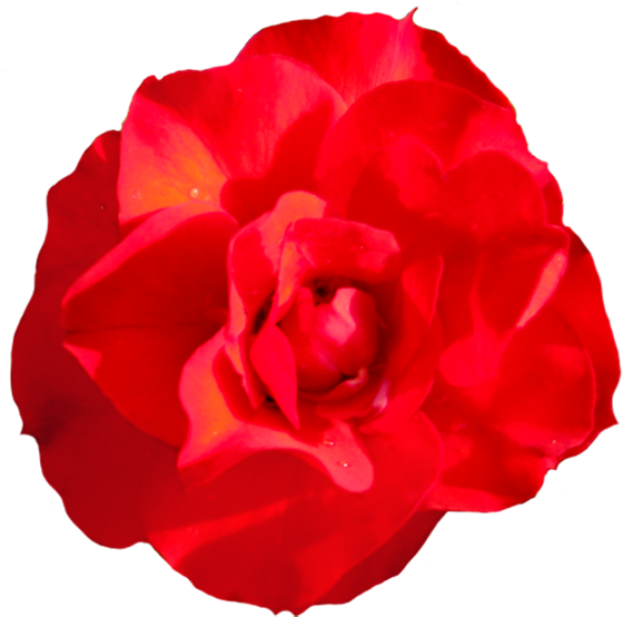 Head Of Singel Red Red Rose, Rosa Goldmarie Clipart - Png Download (594x591), Png Download