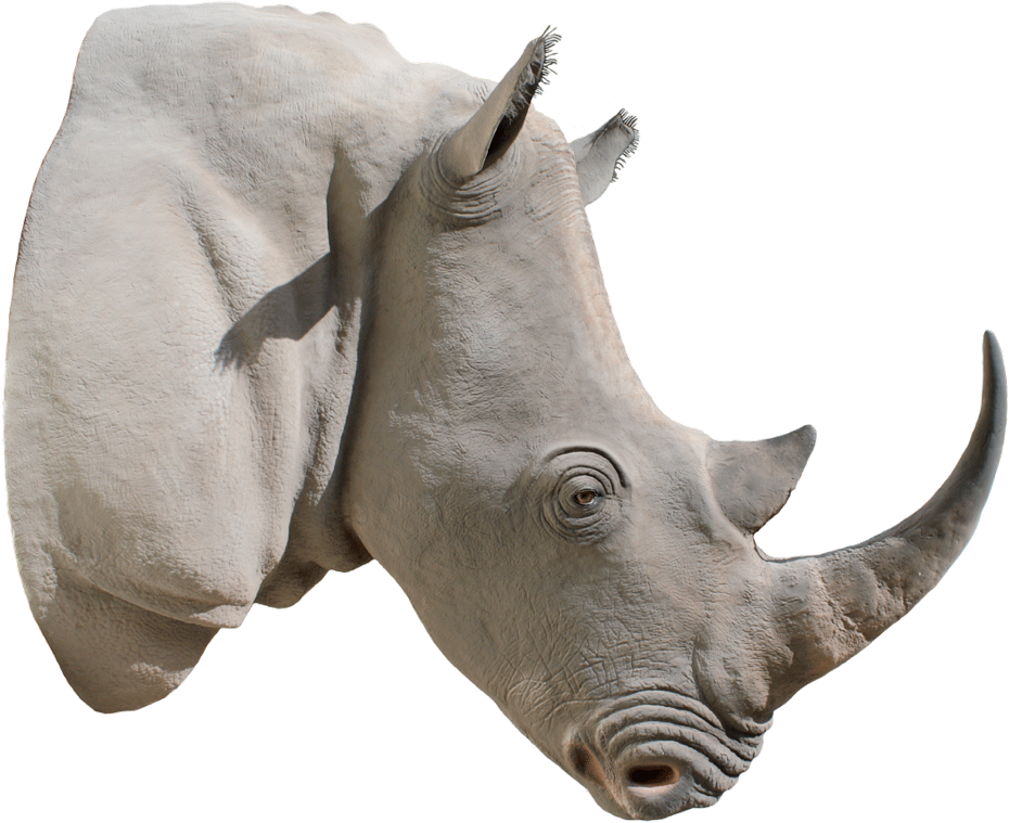 Picture Library Png Images Free Download Rhinoceros Clipart (1292x862), Png Download