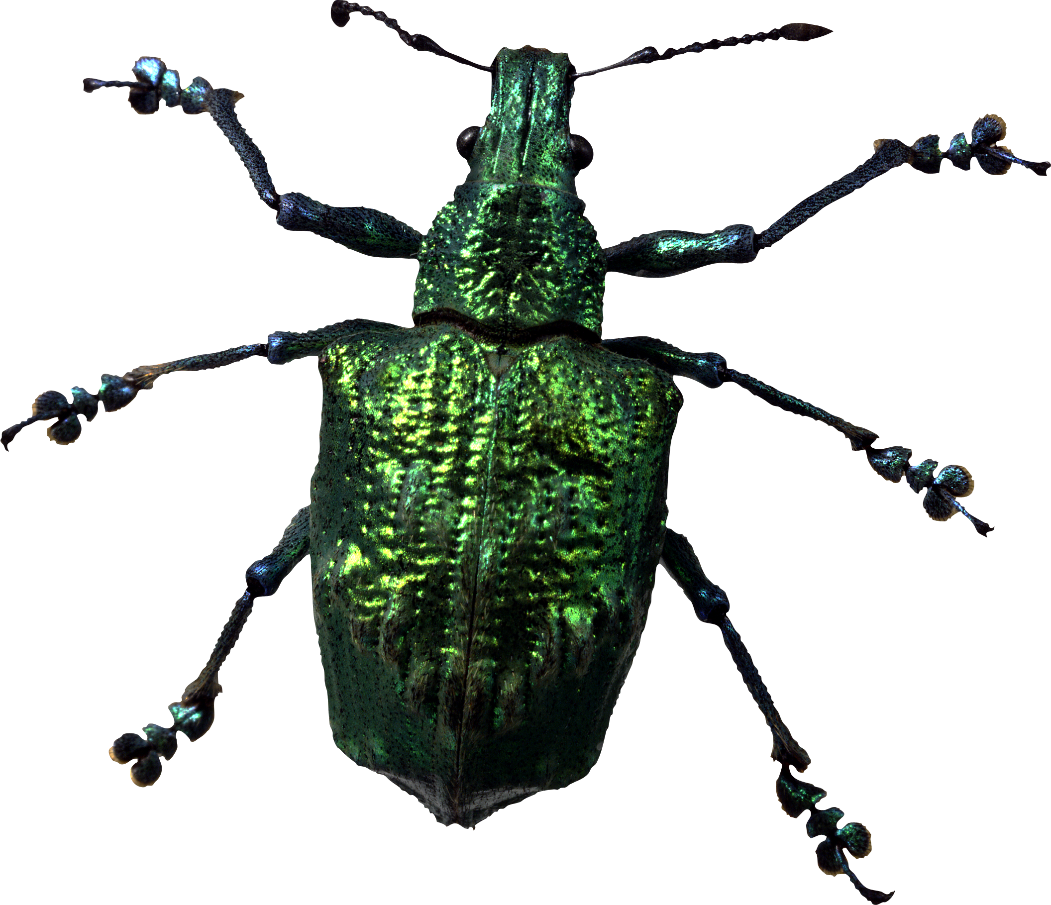 Insect Bug Png Image Clipart (2112x1819), Png Download