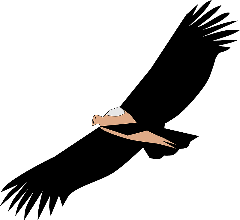 Picture Black And White Wings Pencil And In Color Clipart (640x586), Png Download