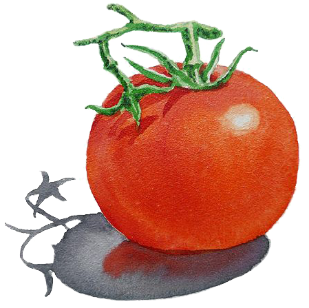 Png Free Art Painting Illustration Tomato Transprent Clipart (564x564), Png Download