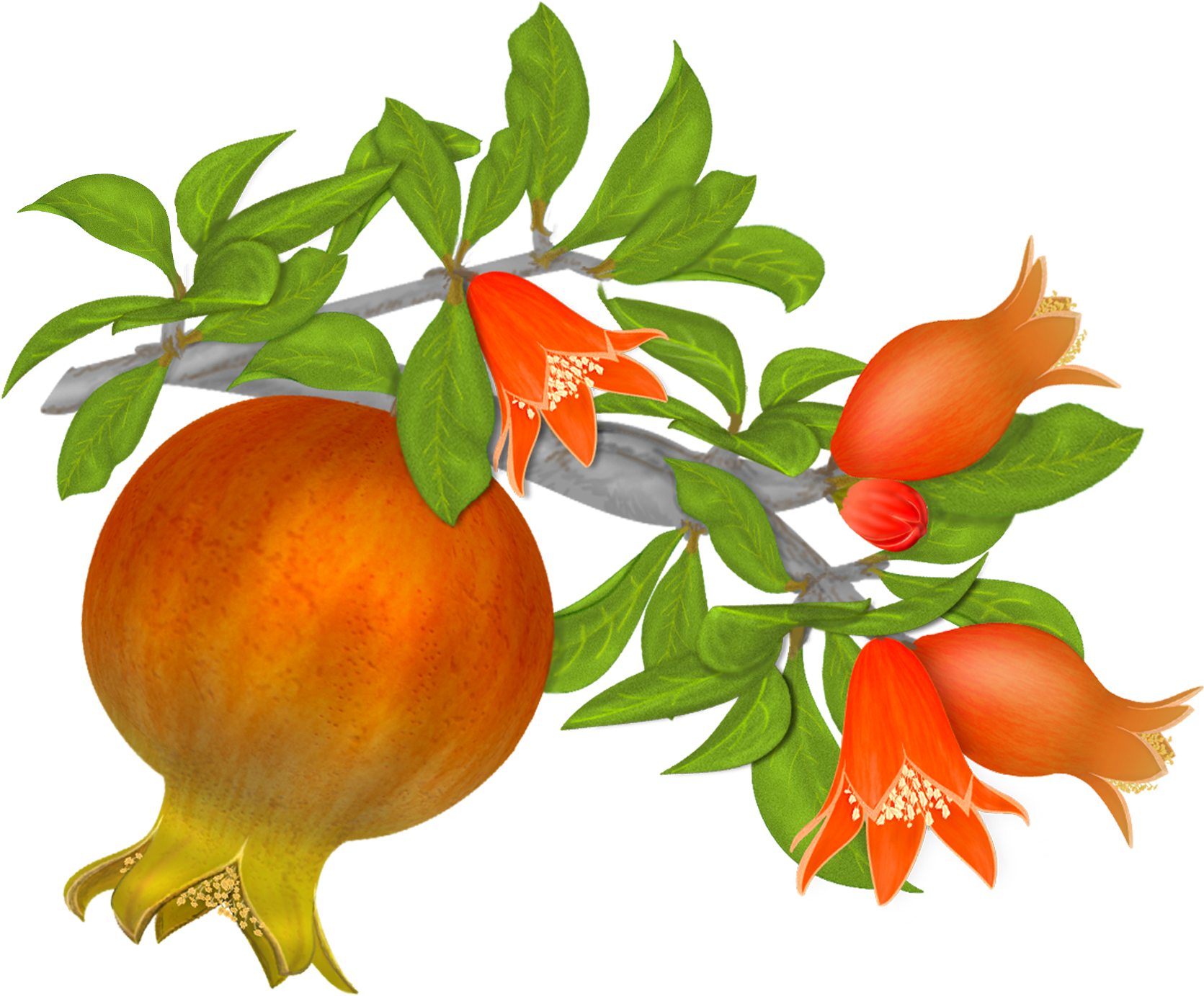 Free Pomegranates Vector Graphics Clipart (1801x1443), Png Download