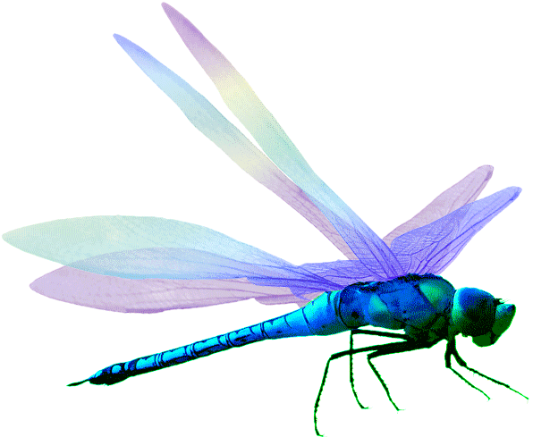 Dragonfly Clipart - Png Download (826x653), Png Download