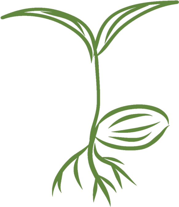 Sprout Healthy Seeds Clipart (600x683), Png Download
