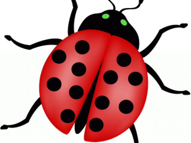 Lady Beetle Clipart School - Png Download (640x480), Png Download