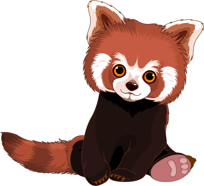Pin Red Panda Clip Art - Png Download (800x800), Png Download