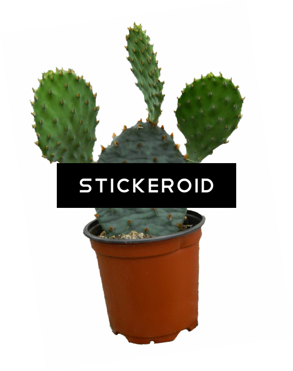 Cactus Plant Clipart (588x746), Png Download